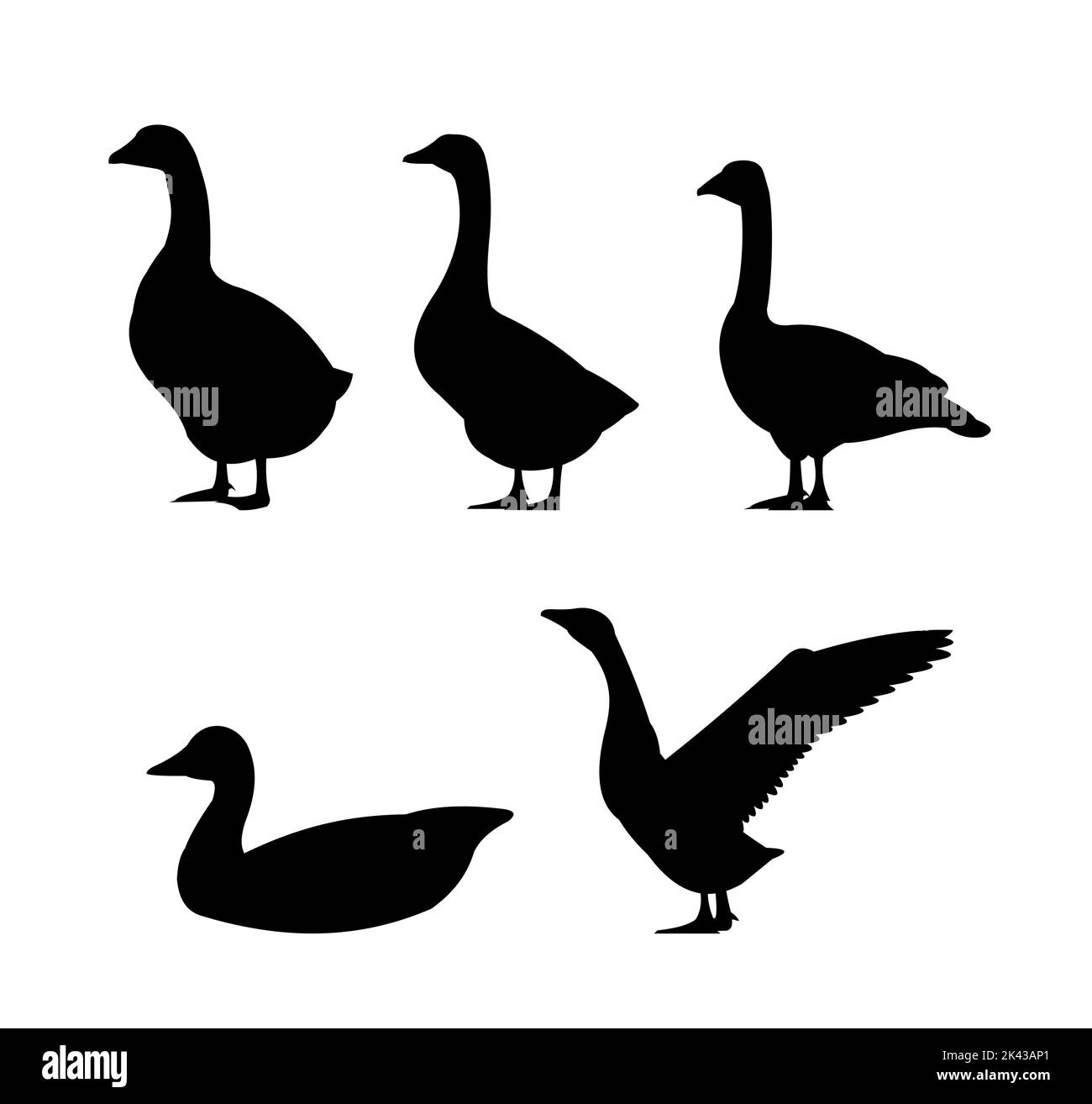 Ensemble d'objets Oies. Silhouette de paysage. Oiseau agricole. Objet isolé sur fond blanc. Vecteur. Illustration de Vecteur