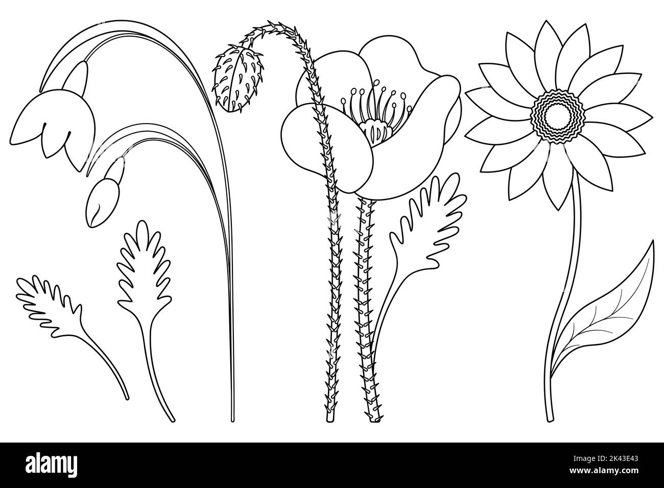 Fleurs. Esquisse. Ensemble d'illustrations vectorielles. Snowdrop, coquelicot, gerbera. Plantes délicates avec feuilles. Plantes à fleurs. Livre de coloriage pour enfants. Illustration de Vecteur