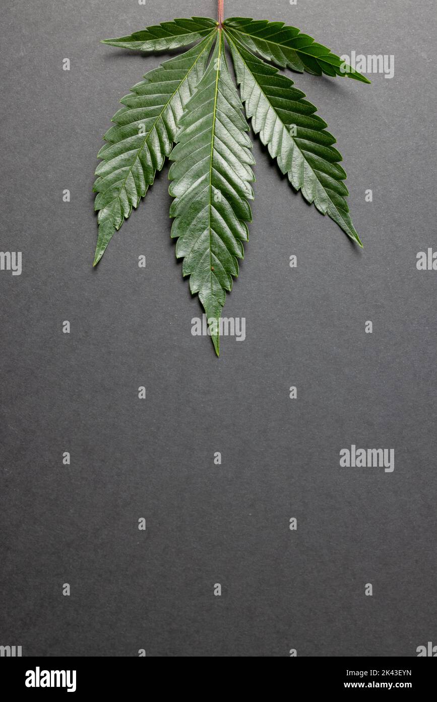 Image verticale de la feuille de marihuana sur la surface grise Banque D'Images