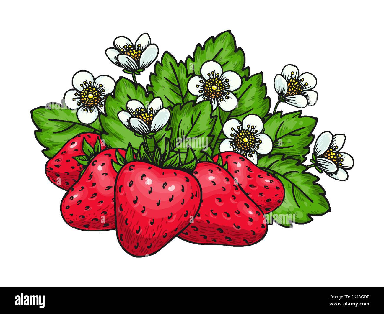 Dessin de couleur douce fraise dessinée à la main. Baies rouges sauvages de la forêt. Caricature saine ferme de fruits biologiques frais. Fleurs de brousse avec des fleurs de fraises et des feuilles vertes pour l'impression d'affiches, livre de coloriage Illustration de Vecteur