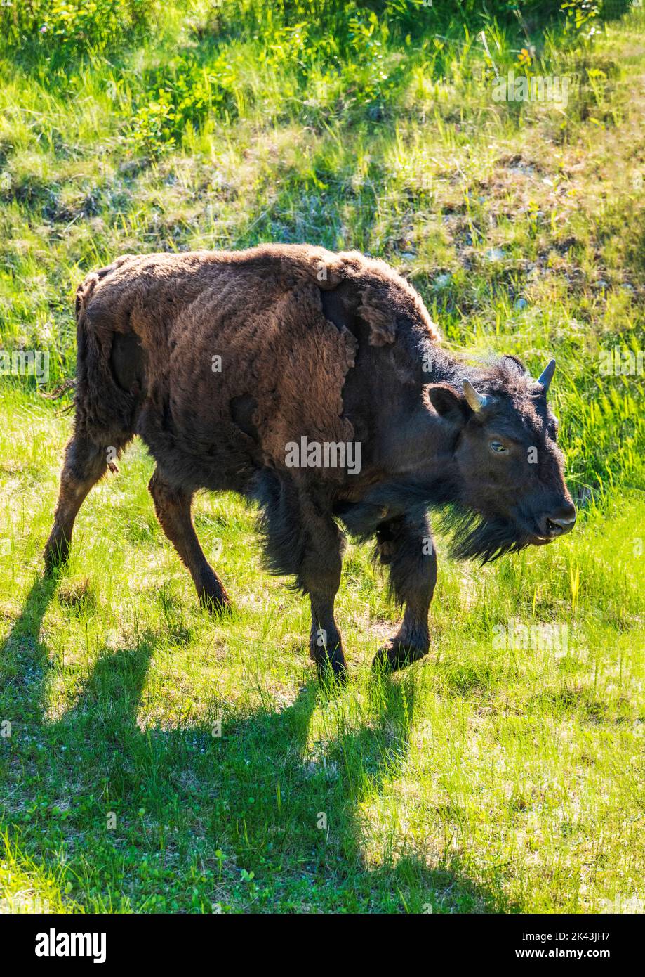 Wood Bison Bull; Alaska Highway; Colombie-Britannique; Canada Banque D'Images