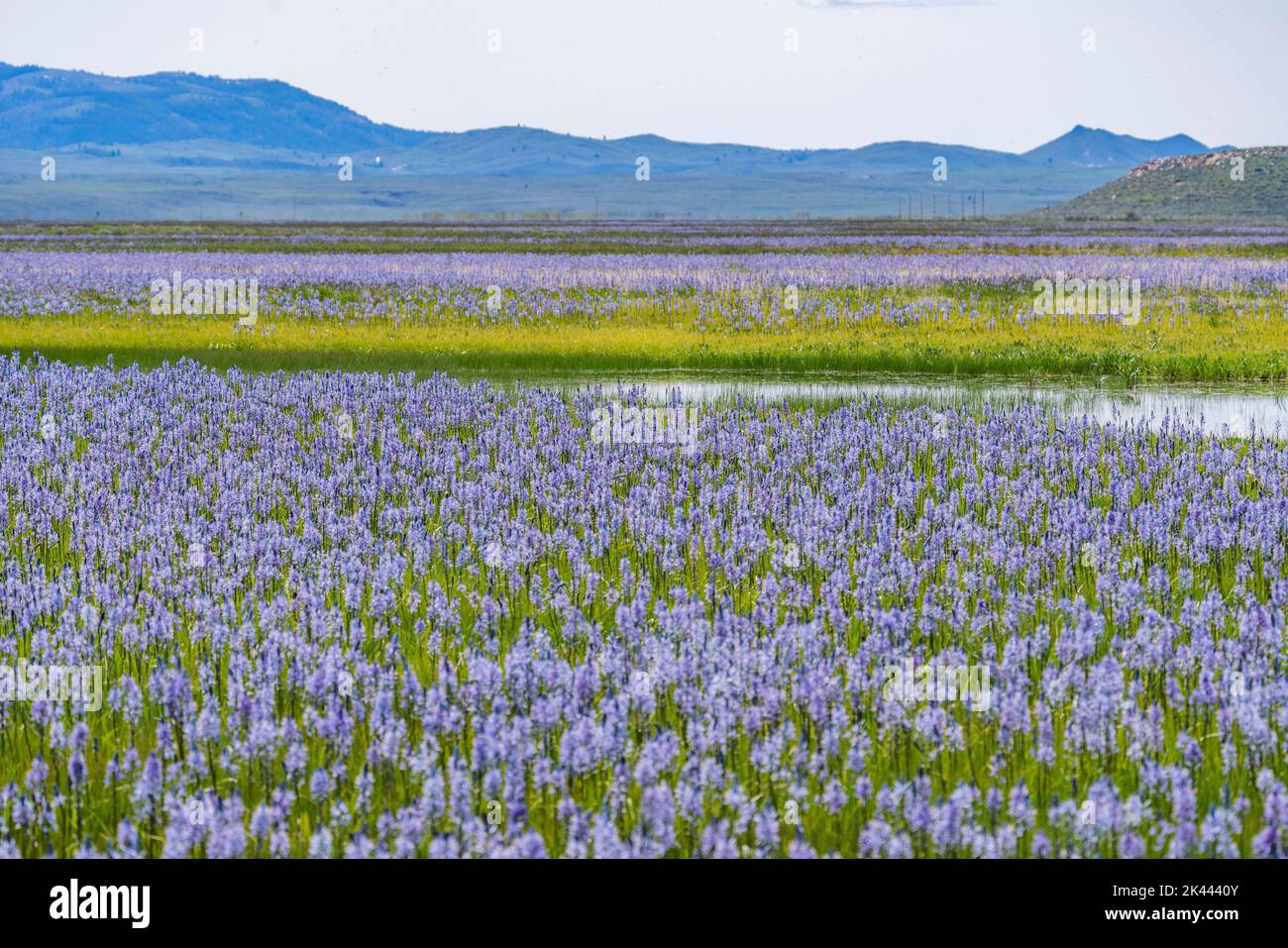 USA, Idaho, Fairfield, Field of Camas lys fleurissent au printemps Banque D'Images