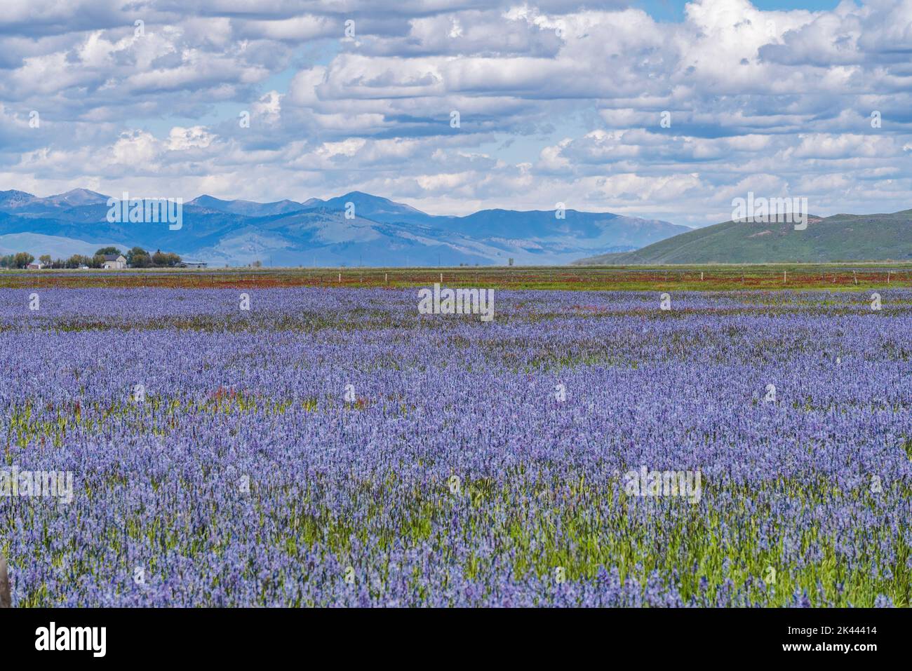 USA, Idaho, Fairfield, Field of Camas lys fleurissent au printemps Banque D'Images