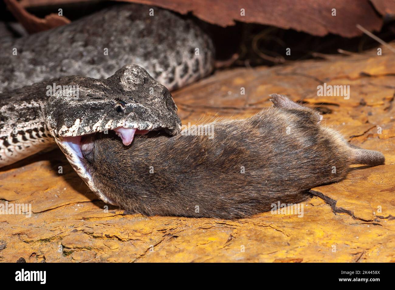 La mort commune Adder se nourrissant sur la souris Banque D'Images