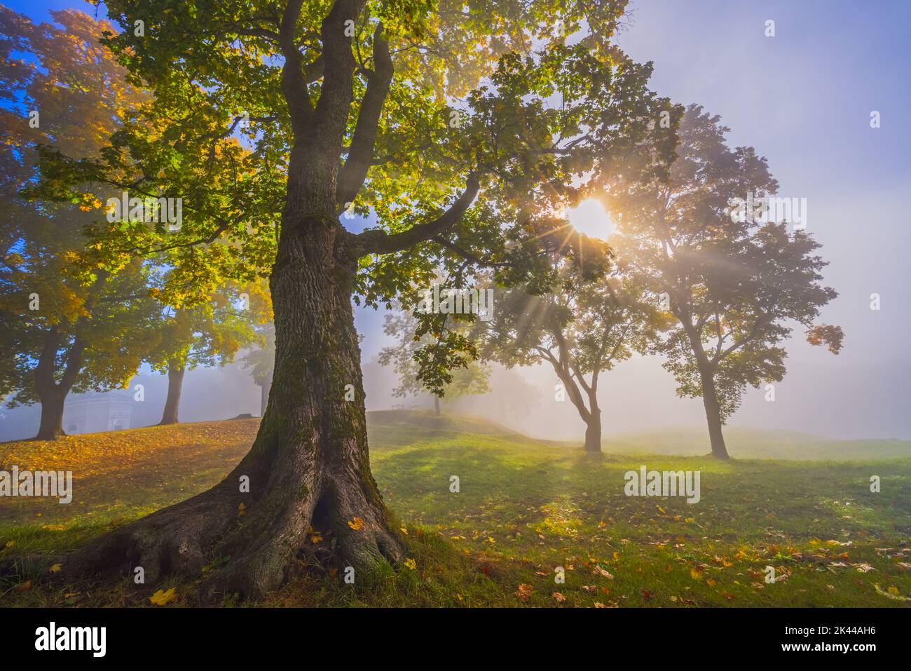 Vue d'automne le matin dans un brouillard avec le soleil levant Banque D'Images