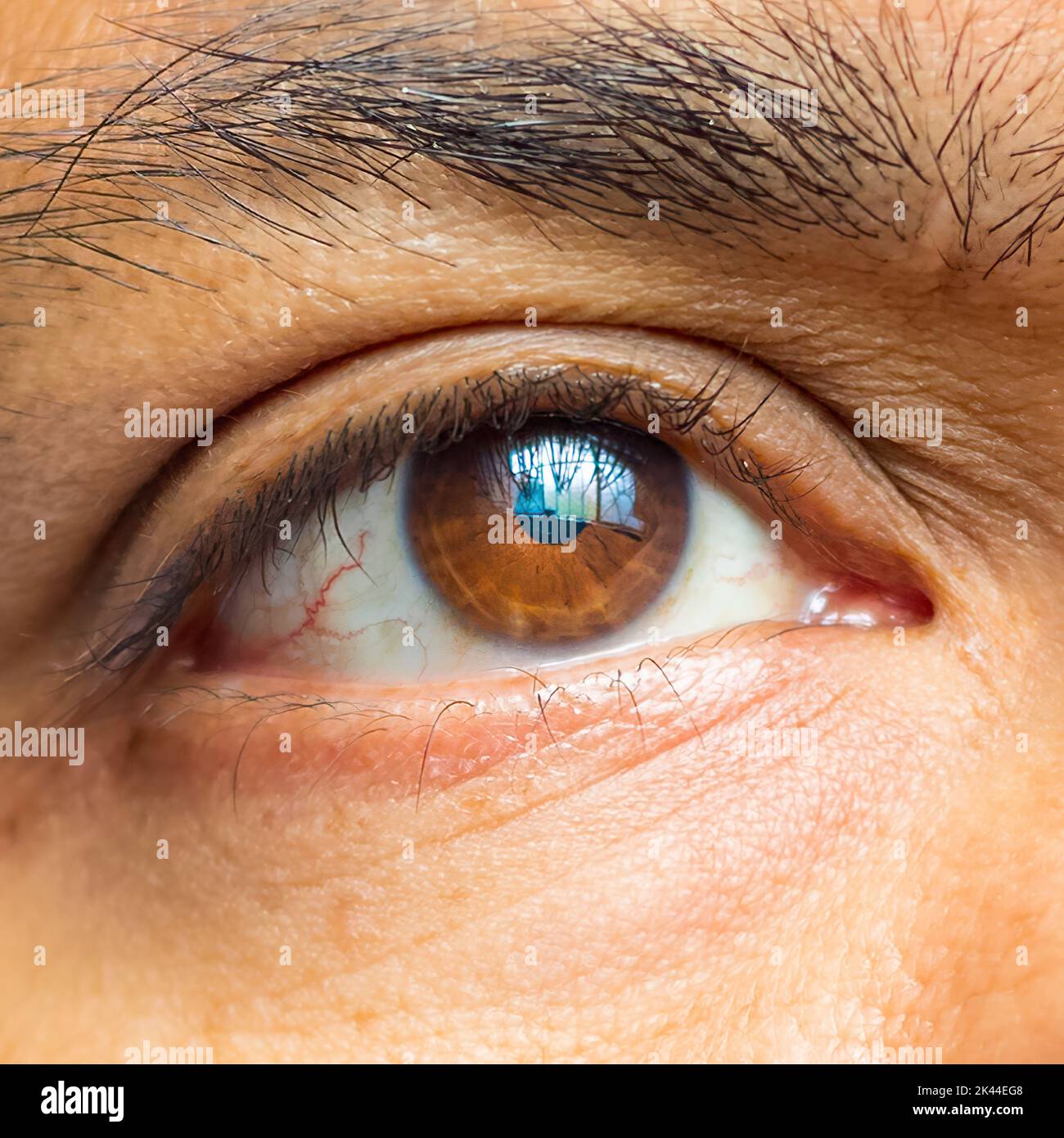 Eyes eyebrow Banque de photographies et d'images à haute résolution - Alamy