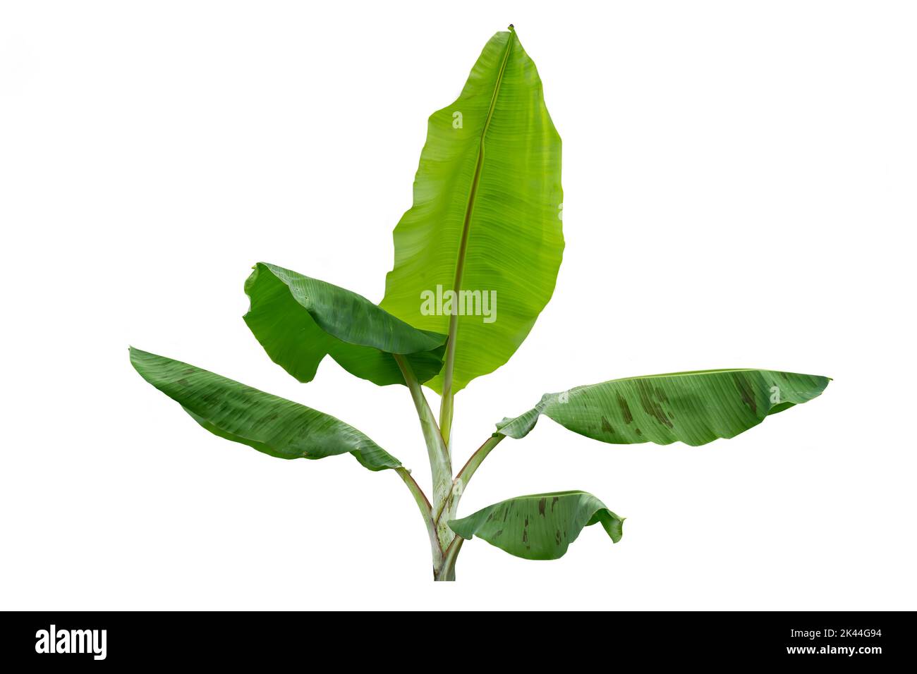 Jeunes pousses de banane avec de larges feuilles vertes avec des tiges blanches poudreuses, isolées sur fond blanc Banque D'Images