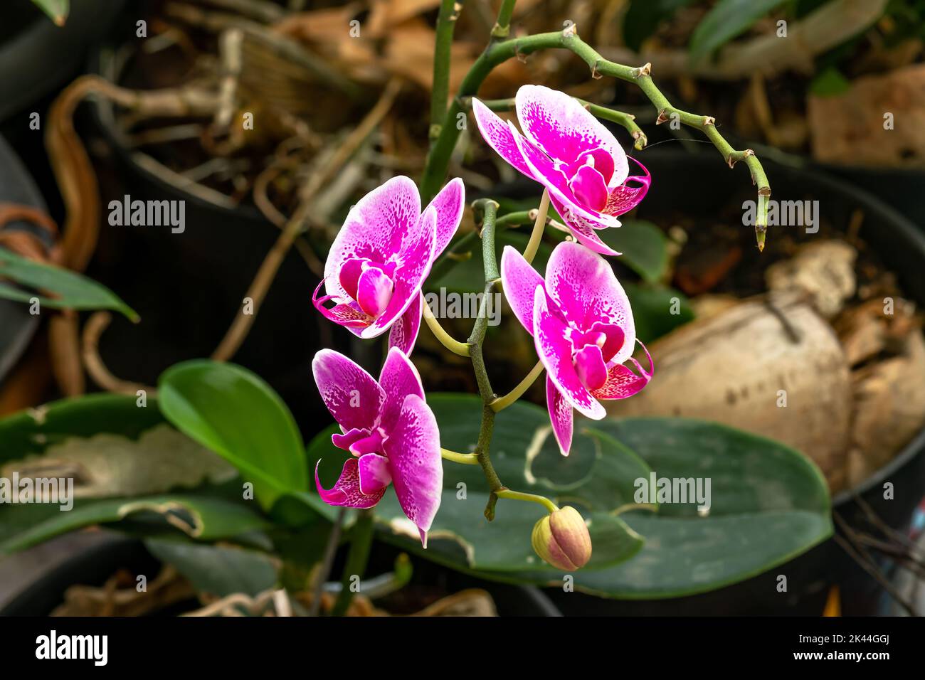 Fermé de Moth Orchid ou de lune orchidées qui fleurissent dans une combinaison de pourpre, rose et blanc; ambiance de fond dans un jardin intérieur plein Banque D'Images