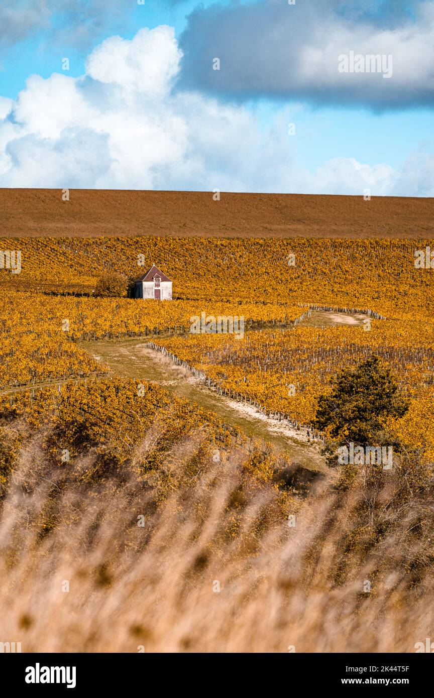 Bourgogne, vignobles et paysage en automne. Région viticole de Chablis Banque D'Images Bourgogne, vignobles et paysage en automne. Région viticole de Chablis Banque D'Images