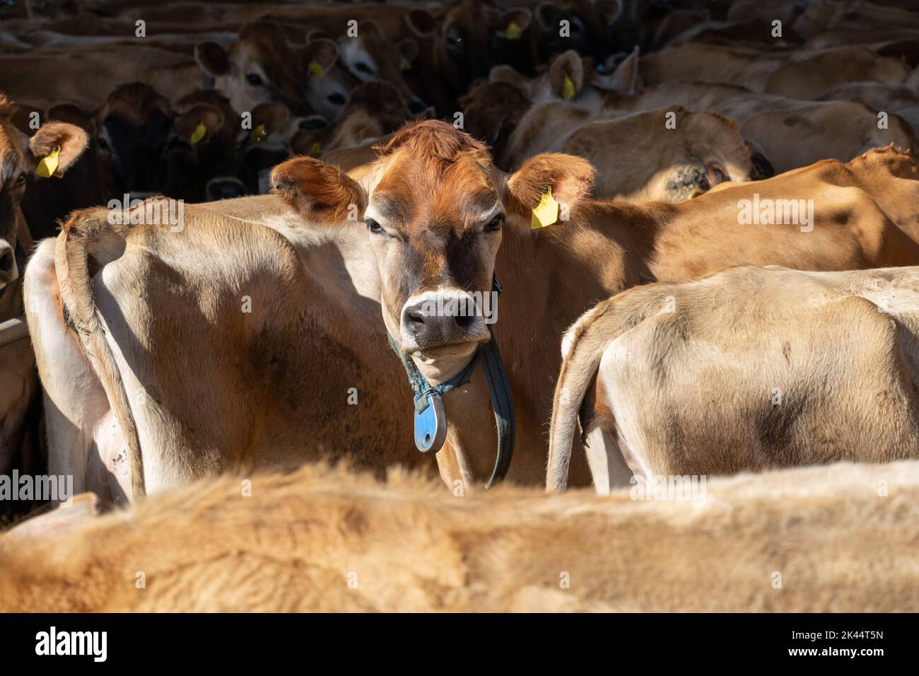 Une vache en jersey regardant la caméra avec une expression bemused sur son visage. Banque D'Images