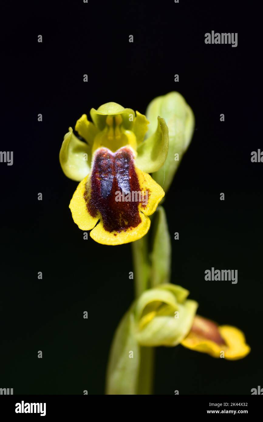 Ophrys lutea fleur, communément appelé abeille jaune-orchidée Banque D'Images