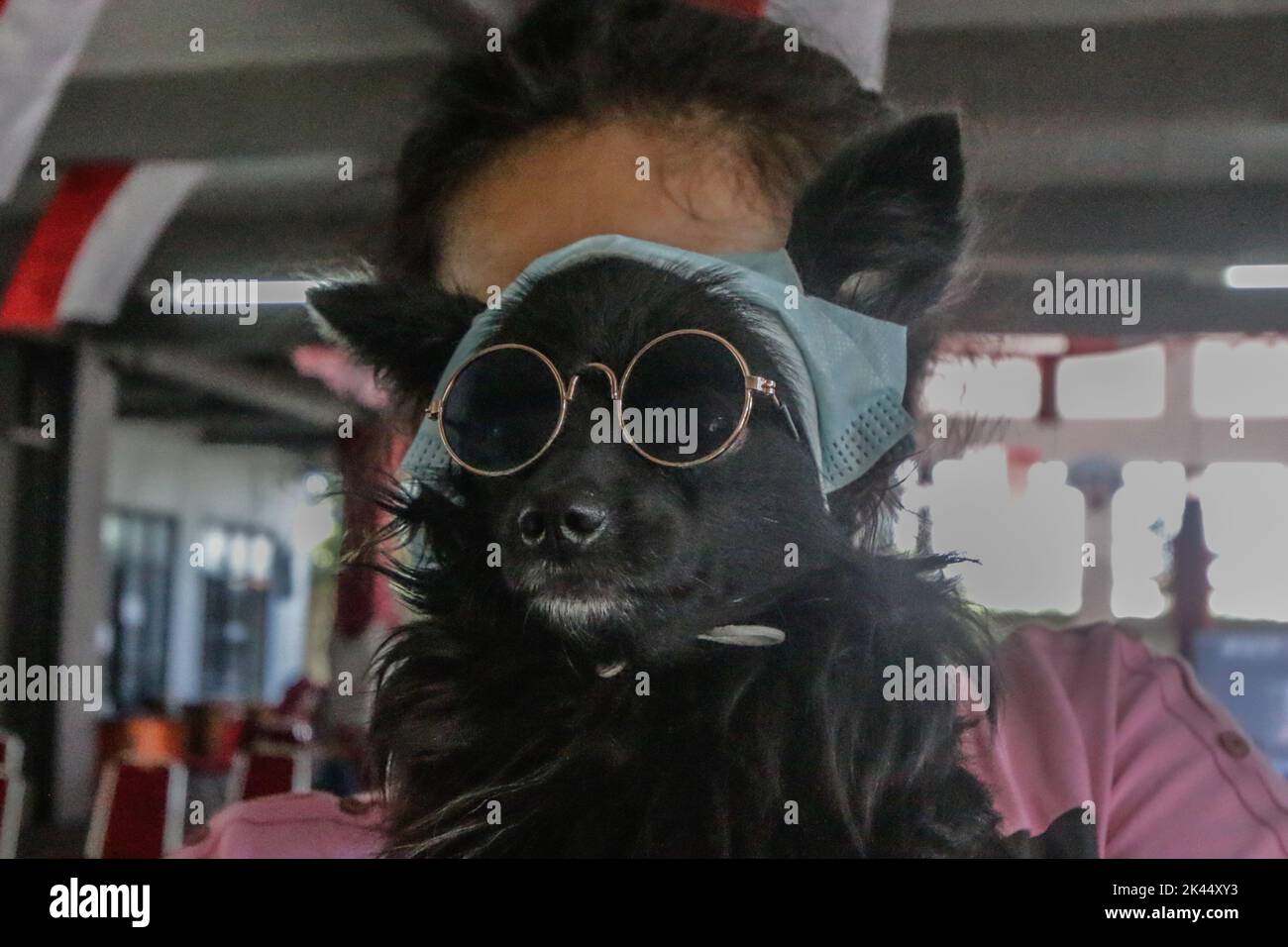 BOGOR, INDONÉSIE - 28 septembre 2022: animaux de compagnie dans la ville de Bogor, participant à des injections de vaccination contre la rage à la Journée mondiale de la rage, sur 28 septembre 2022 Banque D'Images