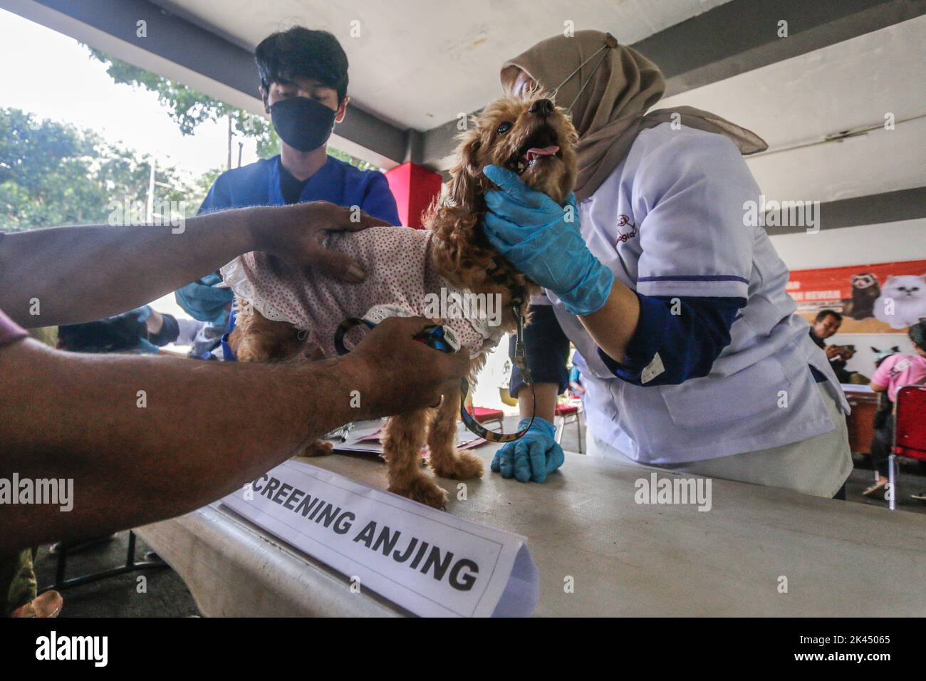BOGOR, INDONÉSIE - 28 septembre 2022: animaux de compagnie dans la ville de Bogor, participant à des injections de vaccination contre la rage à la Journée mondiale de la rage, sur 28 septembre 2022 Banque D'Images