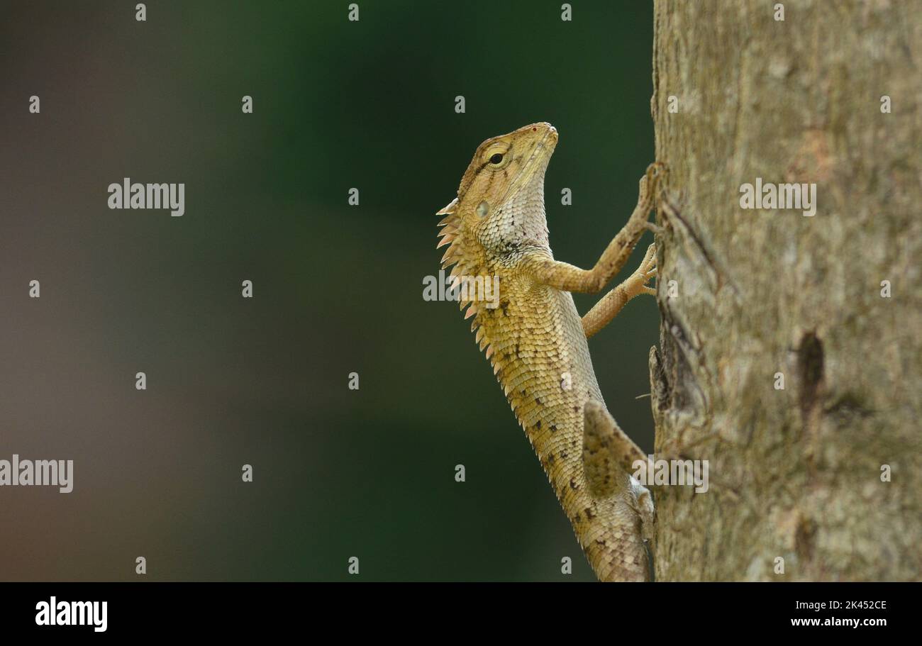 Dimapur, Inde. 30th septembre 2022. Dimapur, Inde. 30th 2022 sept.: Un jardin oriental Lizard clings sur une branche d'arbre à Dimapur, Inde nord-est de l'état de Nagaland. Credit: Caisii Mao/Alay Live News Banque D'Images