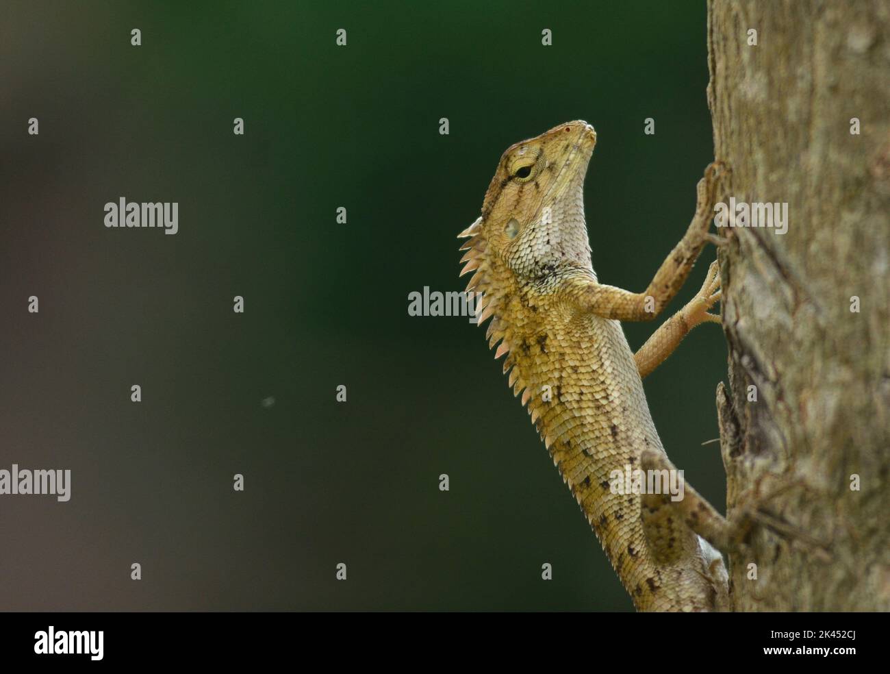 Dimapur, Inde. 30th septembre 2022. Dimapur, Inde. 30th 2022 sept.: Un jardin oriental Lizard clings sur une branche d'arbre à Dimapur, Inde nord-est de l'état de Nagaland. Credit: Caisii Mao/Alay Live News Banque D'Images