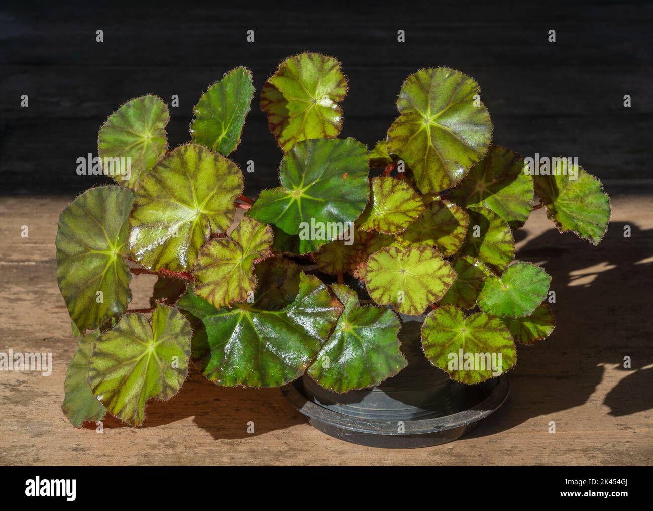 Belle begonia hydrocotylifolia lumineuse avec des feuilles de jaune-vert contrastées isolées sur fond sombre Banque D'Images