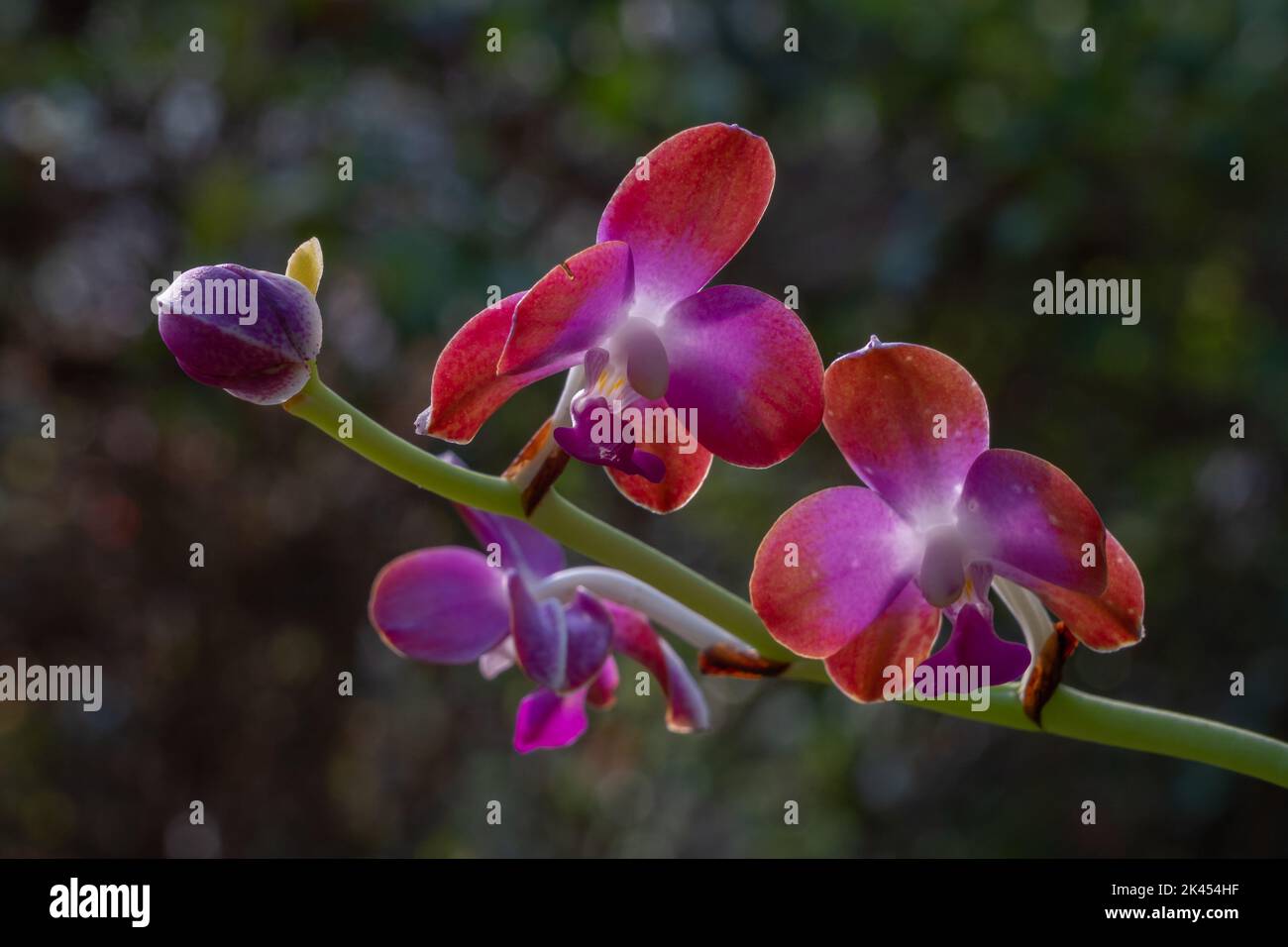 Gros plan contre-jour de l'espèce d'orchidée épiphytique tropicale hygrochilus parishii var numottiana qui fleurit avec des fleurs violettes, blanches et orange Banque D'Images