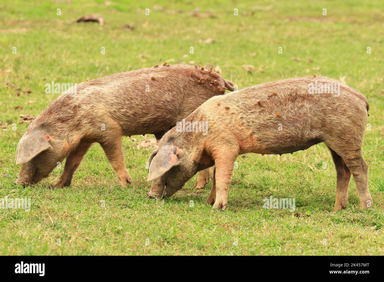 Cochons sur la prairie agricole, Lonjsko polje, Croatie Banque D'Images