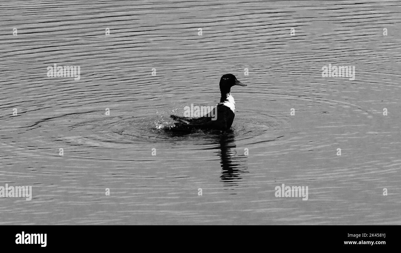 Photo en niveaux de gris d'un canard touffeté à la surface de l'eau Banque D'Images