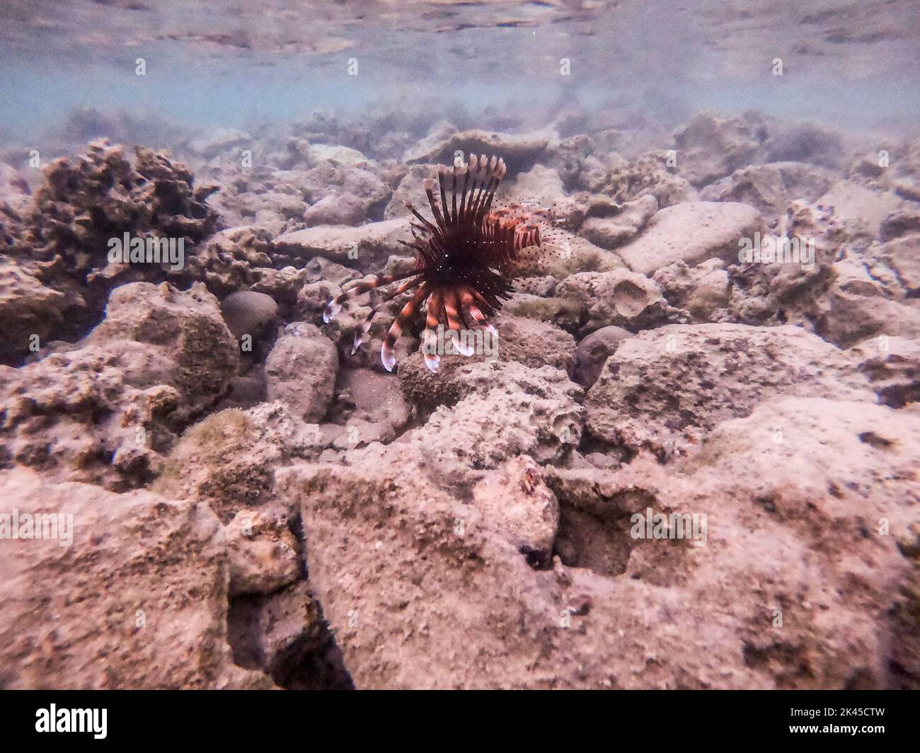 Le diable tropical exotique ou lionfish commun connu sous le nom de Pterois Miles sous l'eau au récif de corail. Vie sous-marine de récif avec coraux et tropica Banque D'Images