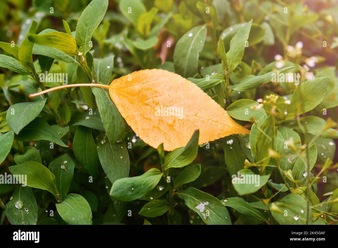 Une feuille jaune en gros plan sur l'herbe verte avec des gouttes de pluie au soleil. Banque D'Images