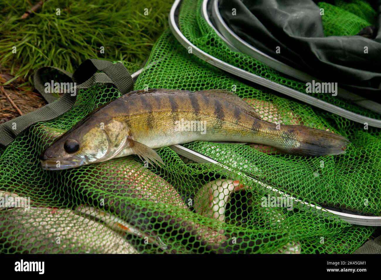 Poisson de zander d'eau douce connu comme sander lucioperca juste pris de l'eau sur le filet de pêche vert. Concept de pêche, bonne prise - grand zander d'eau douce f Banque D'Images