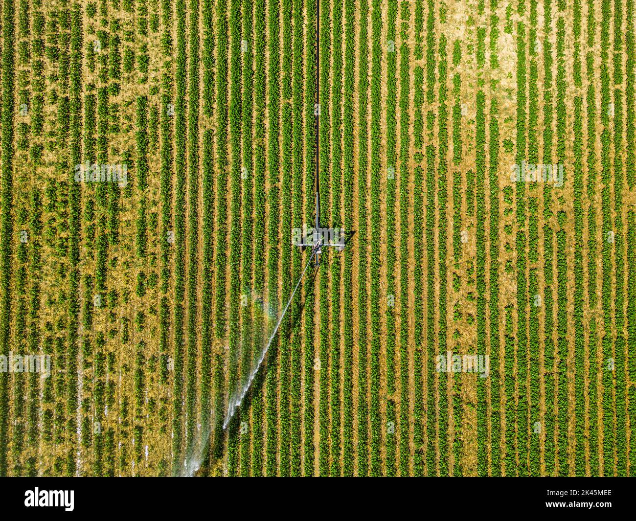 Vue aérienne par un drone d'un champ irrigué par un puissant système d'irrigation. Banque D'Images