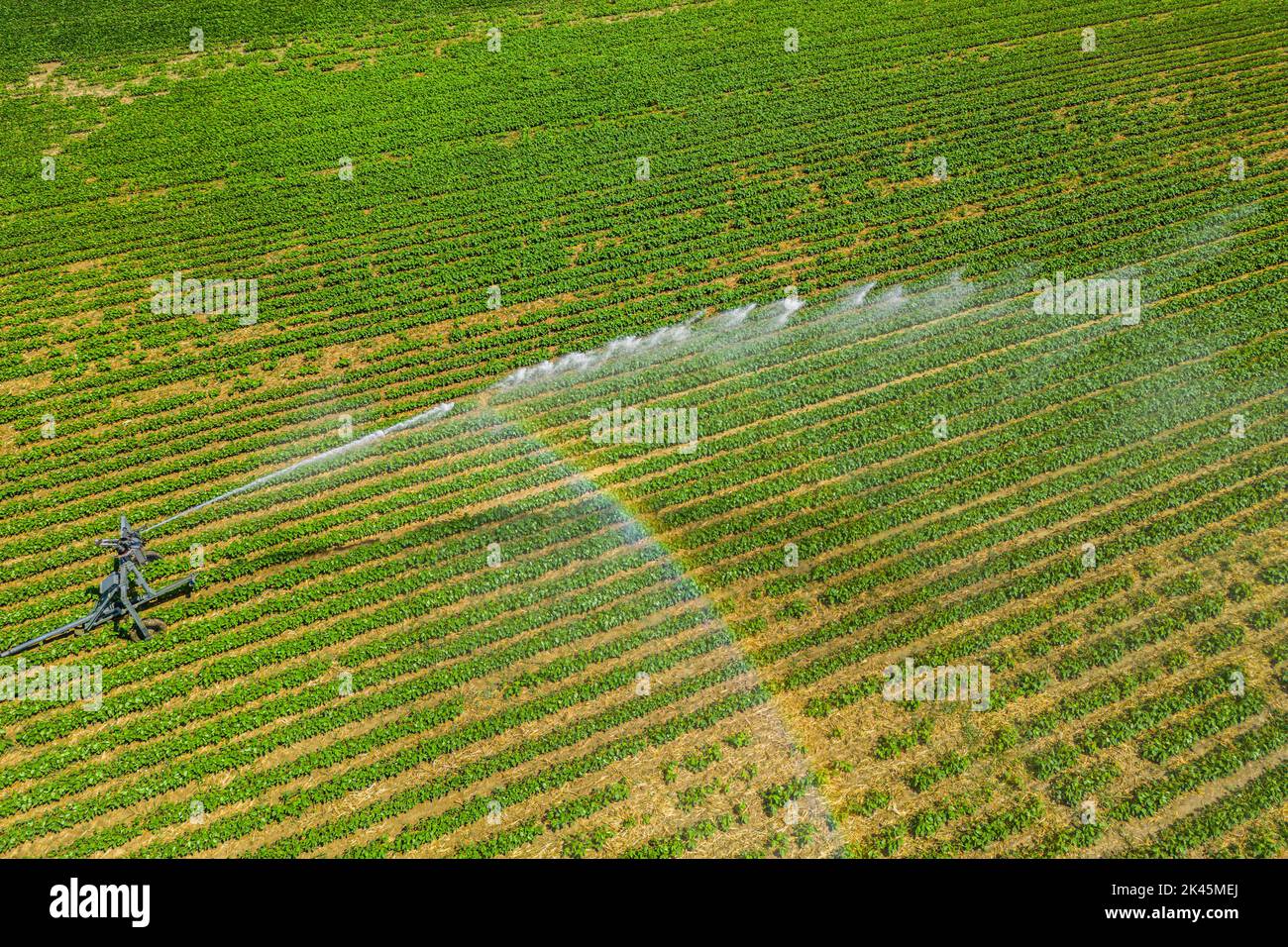 Vue aérienne par un drone d'un champ irrigué par un puissant système d'irrigation. Banque D'Images