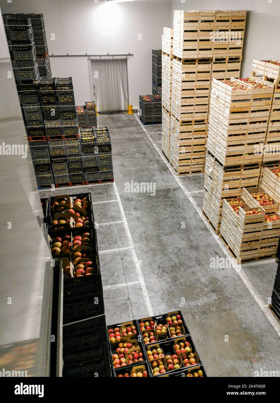 Palettes avec fruits emballés prêtes à être expédiées réfrigérées à basse température Banque D'Images