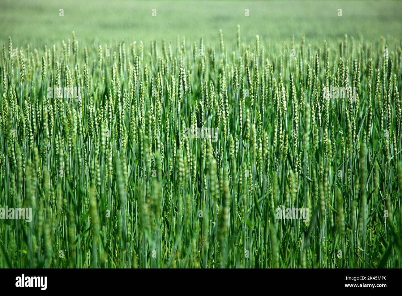 Champ de blé vert au printemps ou en été, beau temps, beau paysage. Photo de haute qualité Banque D'Images