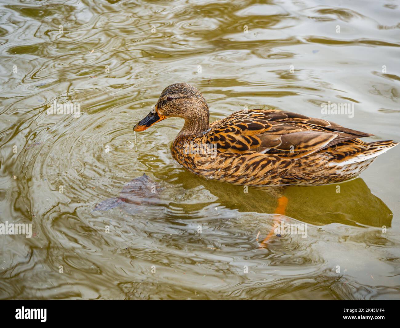 Un canard sauvage dans un étang de parc essayant de prendre quelque chose sous l'eau Banque D'Images