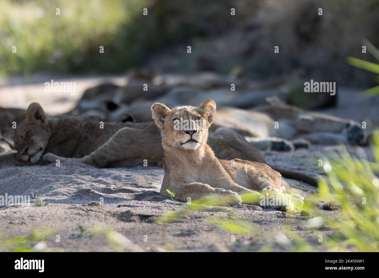 Un jeune lion, Panthera leo, se trouve dans le sable de la rivière et regarde vers le haut Banque D'Images