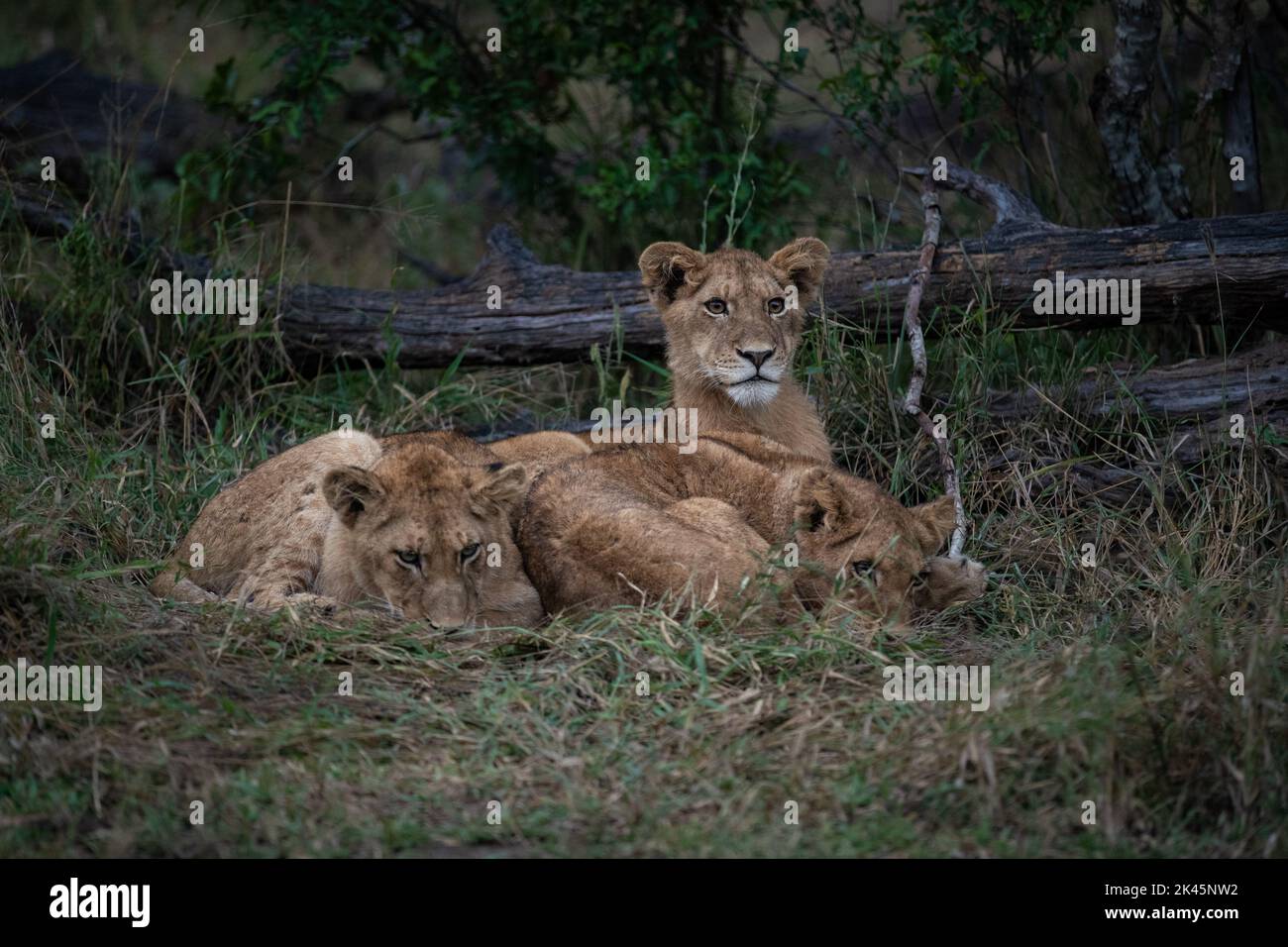 Trois oursons de lion, Panthera leo, se trouvent ensemble dans l'herbe, regard direct Banque D'Images