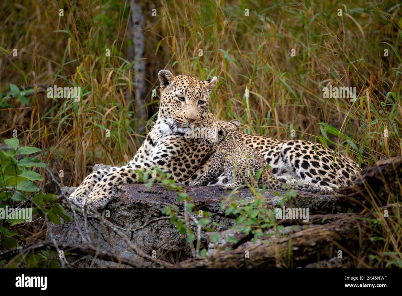 Une femelle léopard et son cub, Panthera pardus, reposent ensemble sur un rondin, le cub met ses pattes sur son visage Banque D'Images