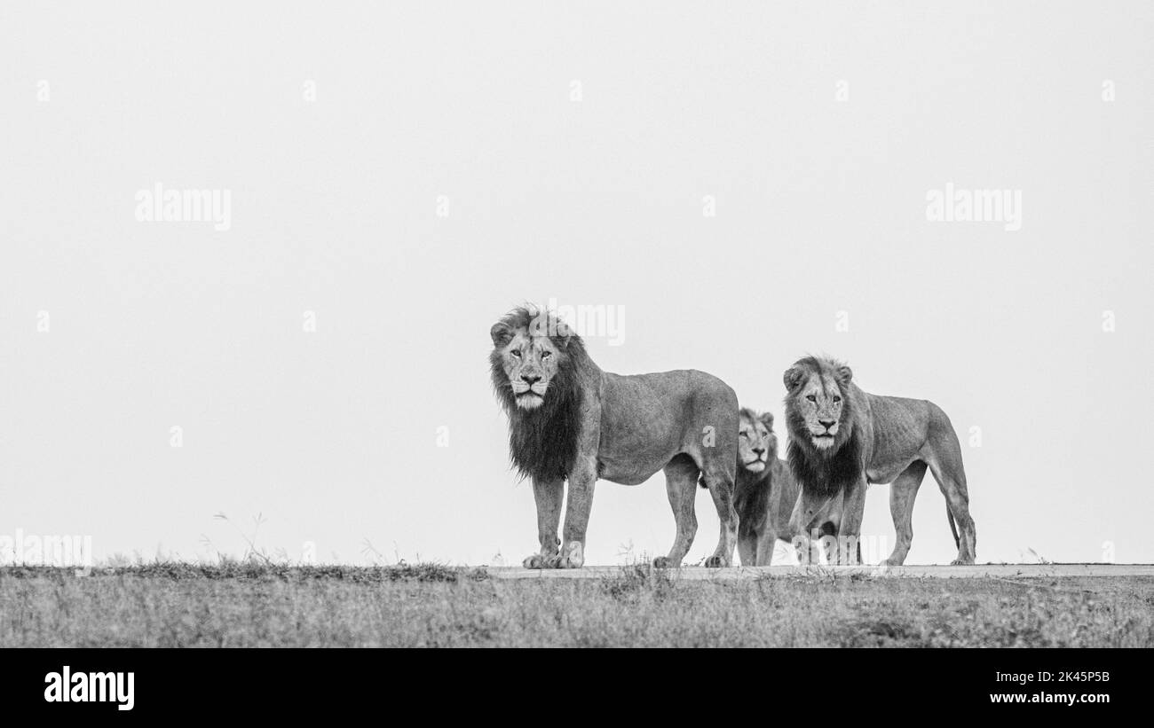 Trois lions mâles, Panthera Leo, sur une crête, vue latérale, image en noir et blanc. Banque D'Images