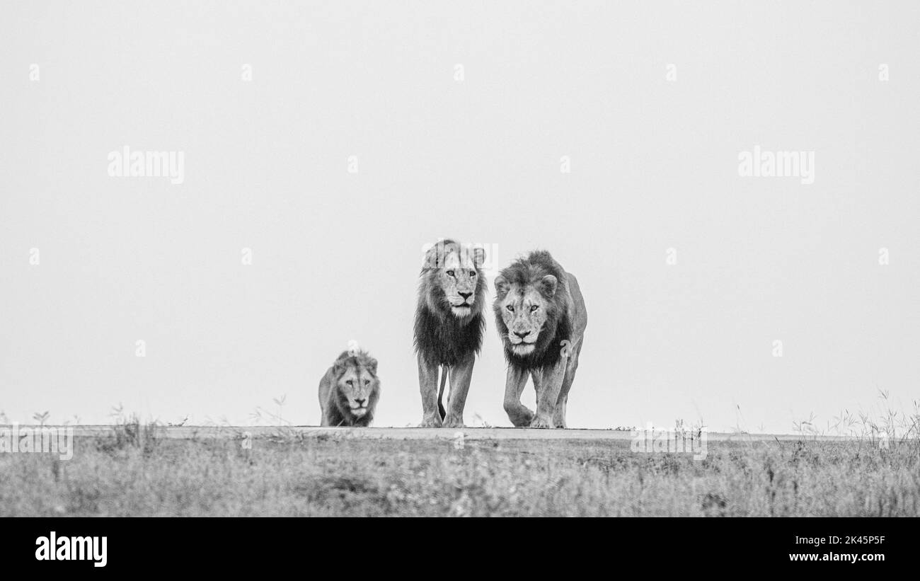 Trois lions mâles, Panthera Leo, sur une crête, tête sur la vue, image en noir et blanc. Banque D'Images