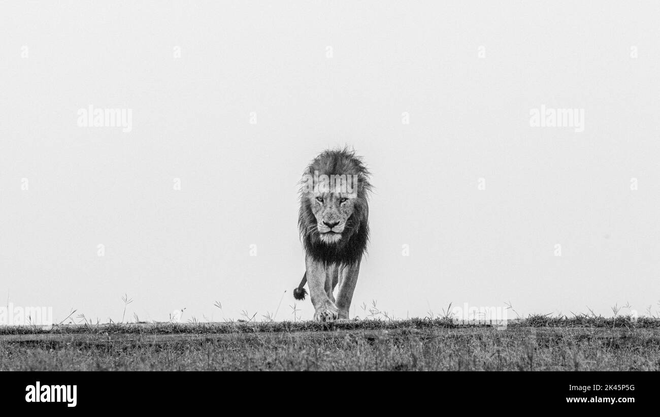 Un lion mâle, Panthera leo, marche à travers l'herbe courte, le regard direct, en noir et blanc Banque D'Images