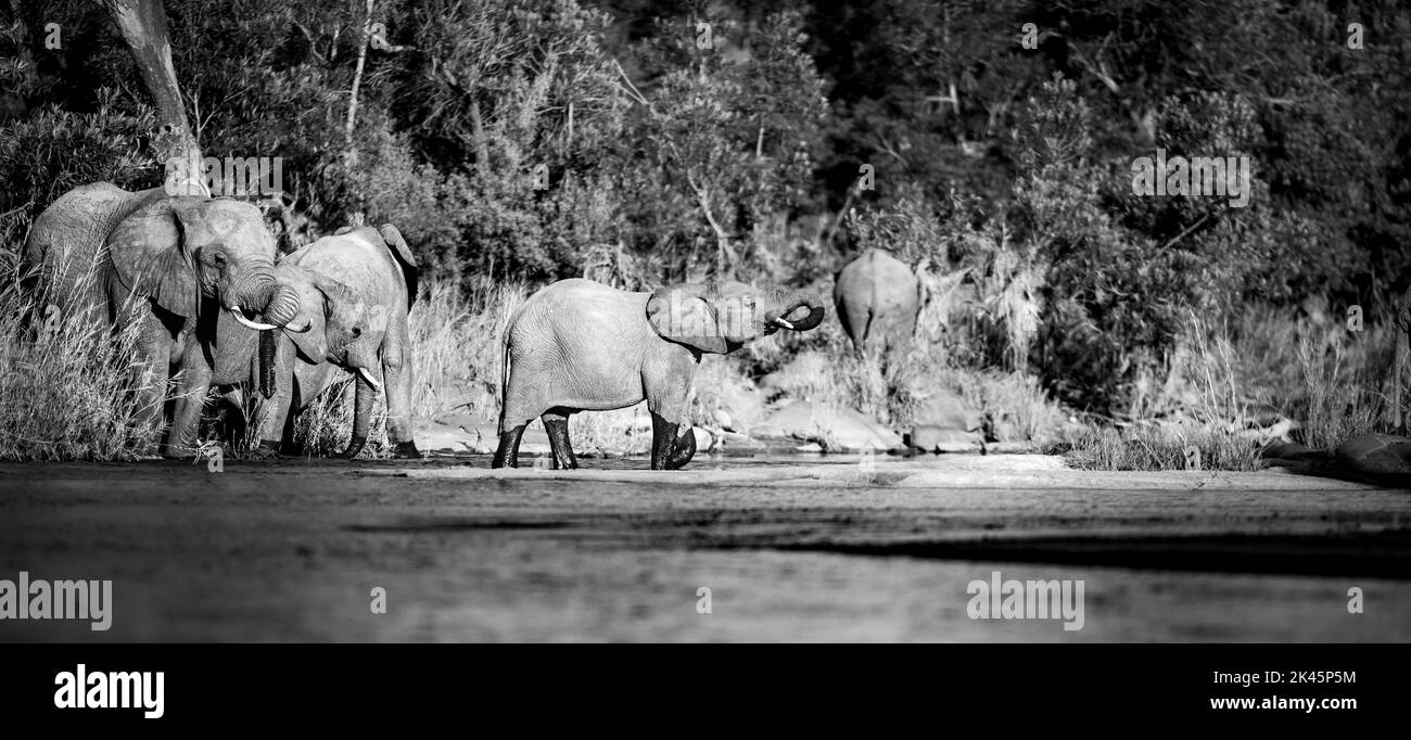 Un troupeau d'éléphants, Loxodonta africana, boit l'eau d'un barrage, image en noir et blanc. Banque D'Images