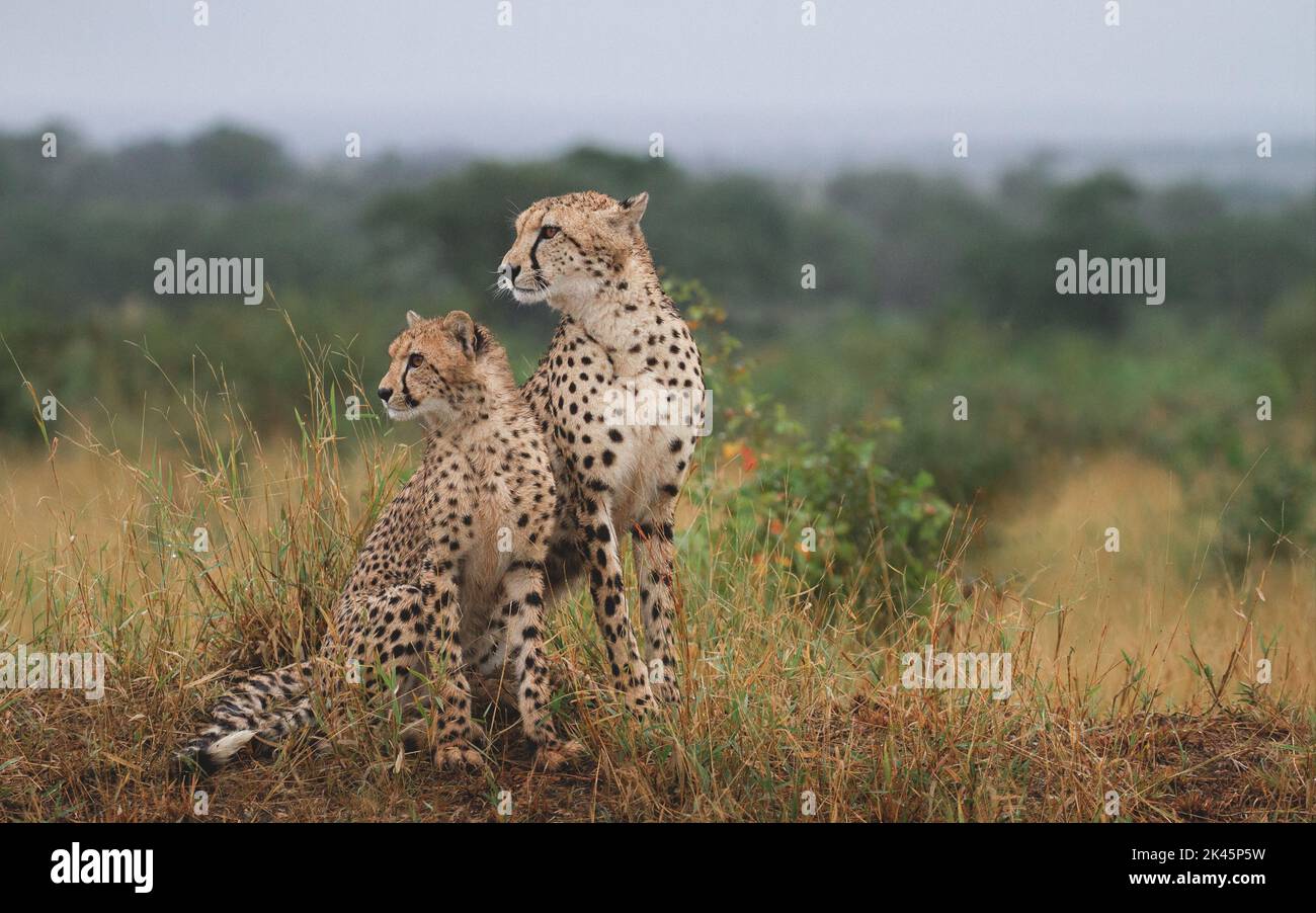 Un chéta cub et sa mère, Acinonyx jubatus, s'assoient ensemble dans une longue herbe et se tournent vers le côté Banque D'Images