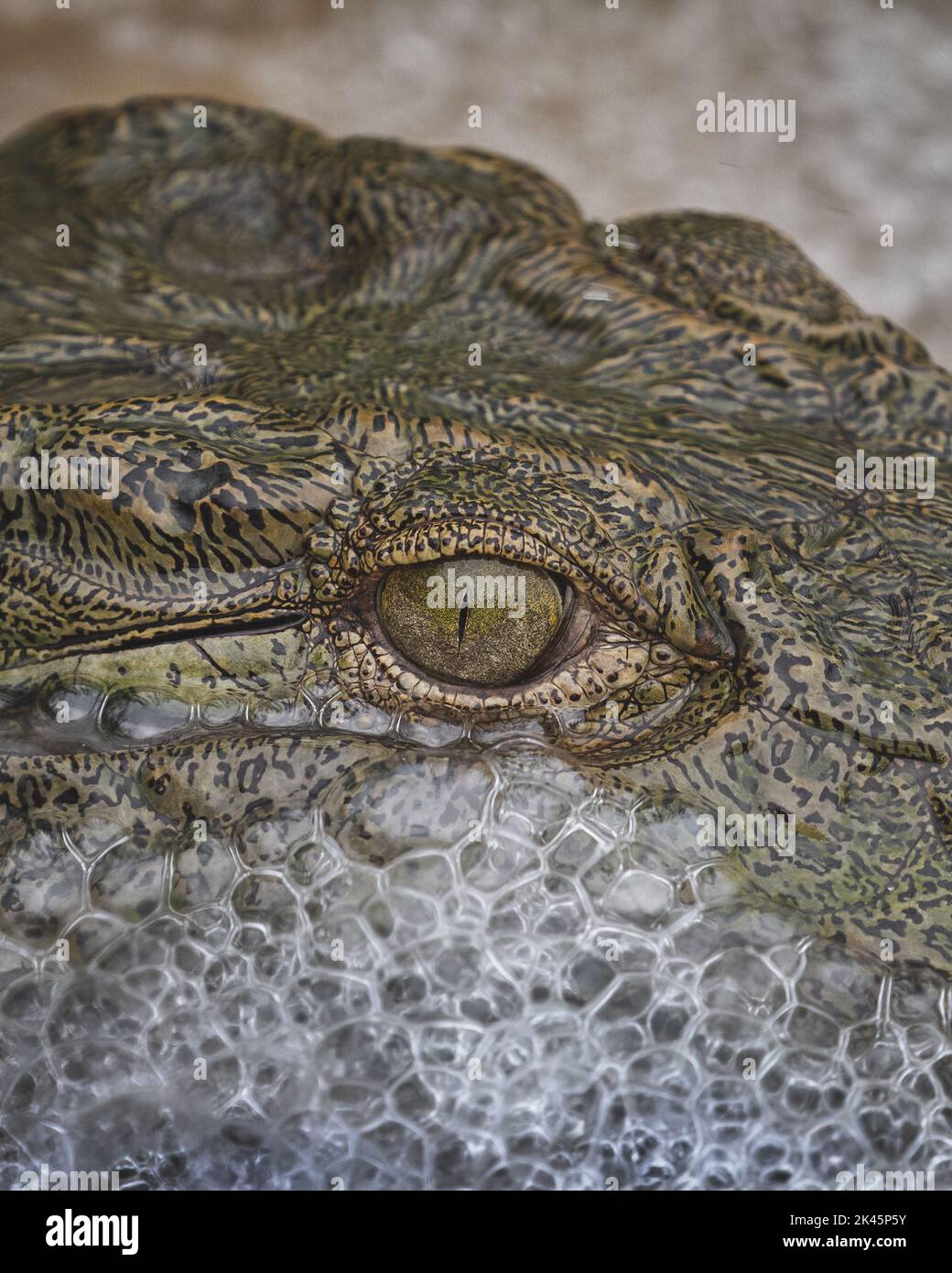 Un gros plan d'un œil de crocodile, Crocodylus niloticus, avec des bulles d'eau se formant autour de son visage. Banque D'Images