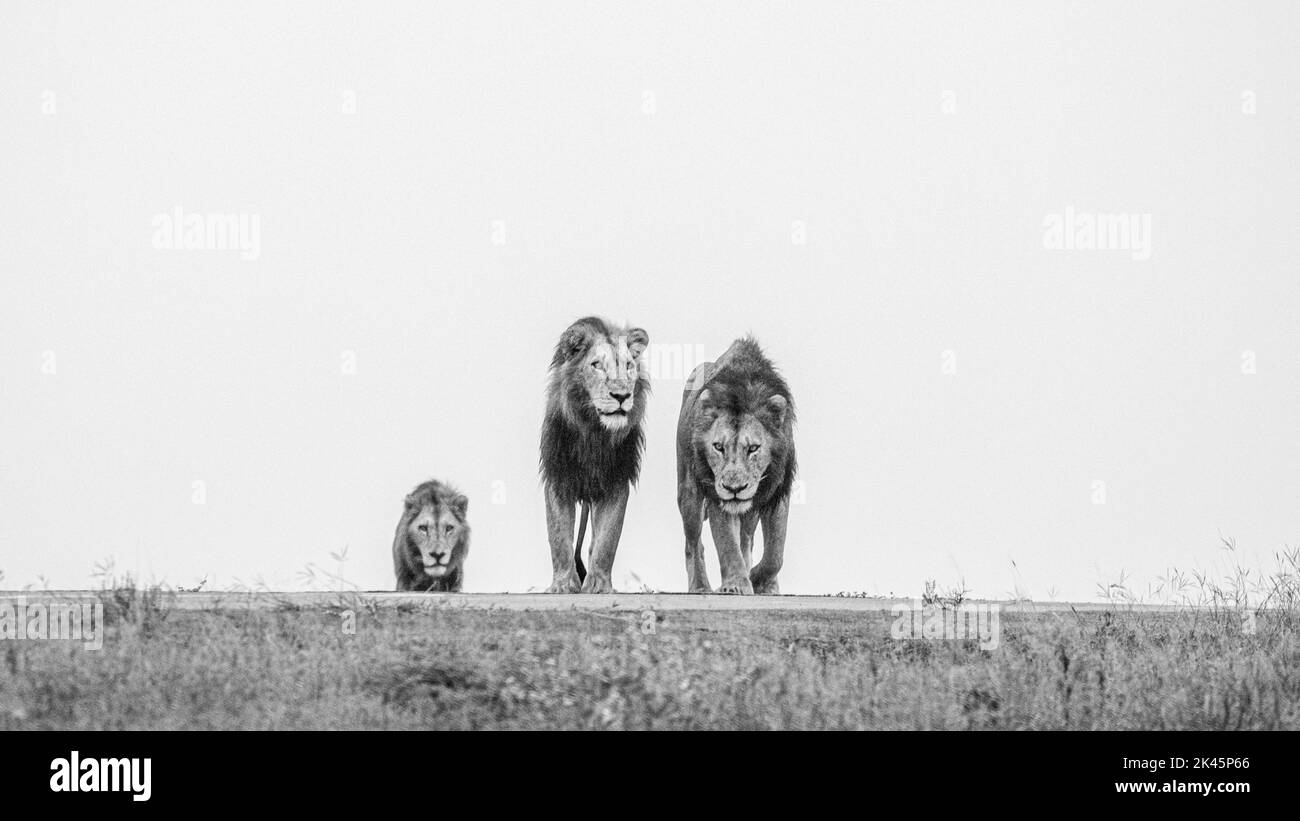 Trois lions mâles, Panthera Leo, sur une crête, tête sur la vue, image en noir et blanc. Banque D'Images