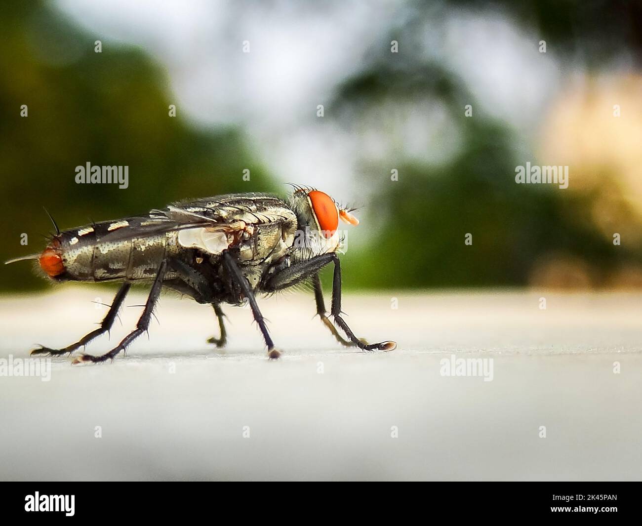 Gros plan d'une mouche de chair . Les Sarcophagidae sont une famille de mouches communément connues sous le nom de mouches à chair. Uttarakhand Inde. Banque D'Images