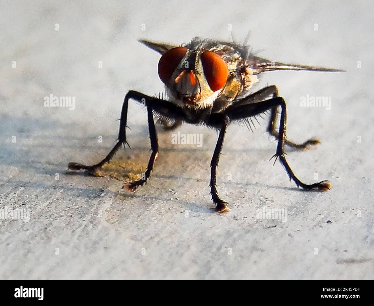 Gros plan d'une mouche de chair . Les Sarcophagidae sont une famille de mouches communément connues sous le nom de mouches à chair. Uttarakhand Inde. Banque D'Images