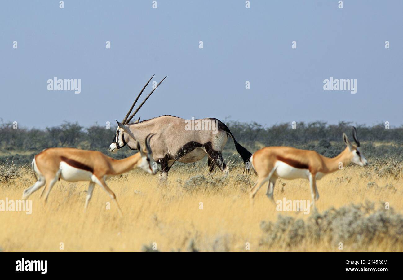 Focus sur Oryx, qui est flanqué par hors de focus springbok de chaque côté, Parc national d'Etosha, Namibie Banque D'Images