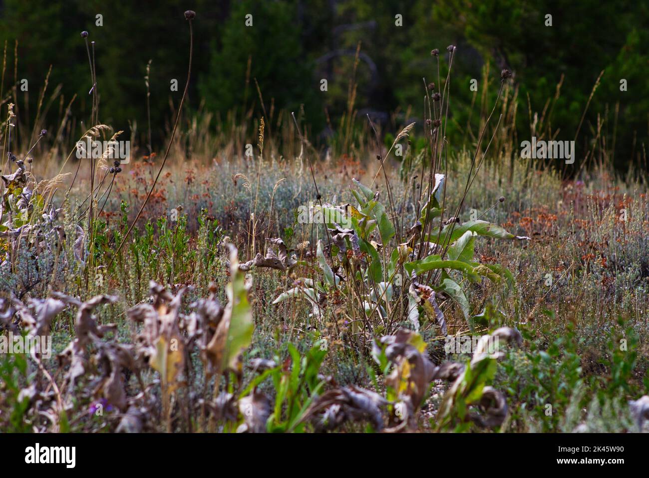 Gros plan de plantes dans un pré à la base de la chaîne de Teton dans le parc national de Grand Teton. Banque D'Images