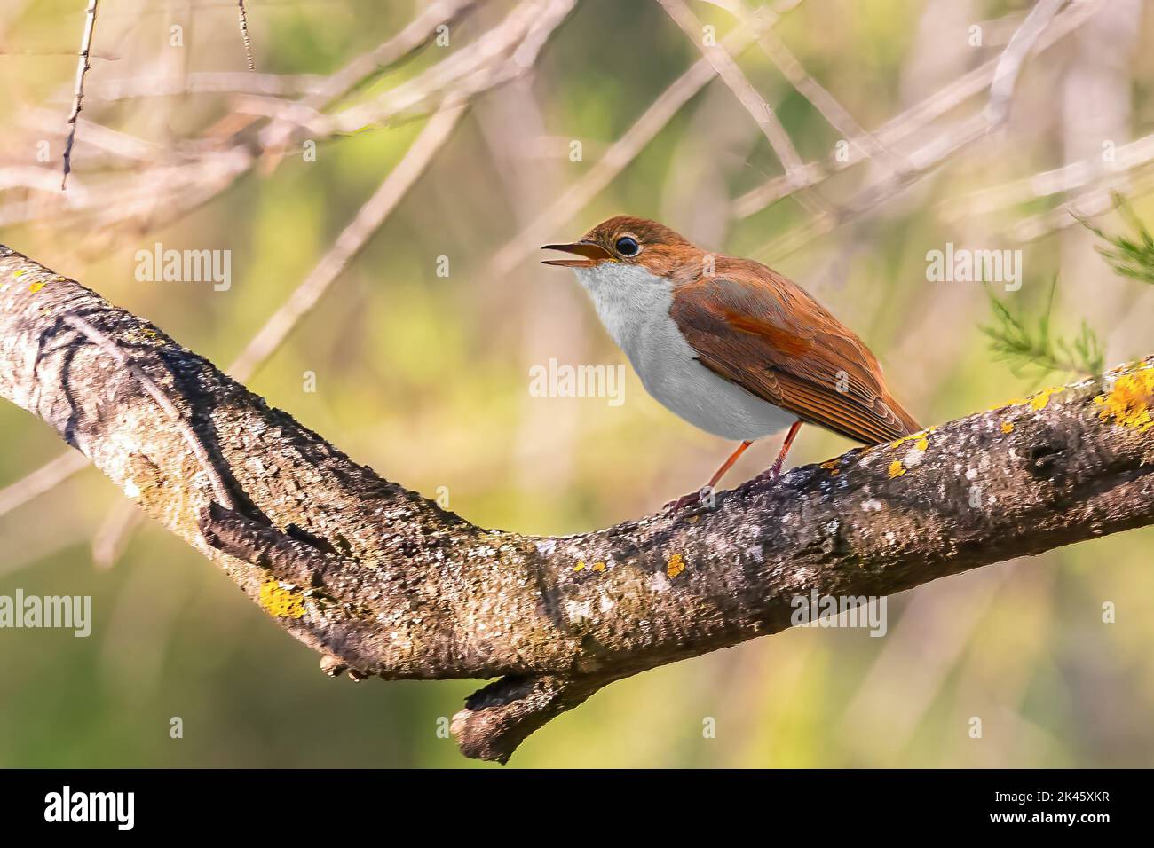 Commune Nightingale (Luscinia megarhynchos), belle petite orange songbird Banque D'Images