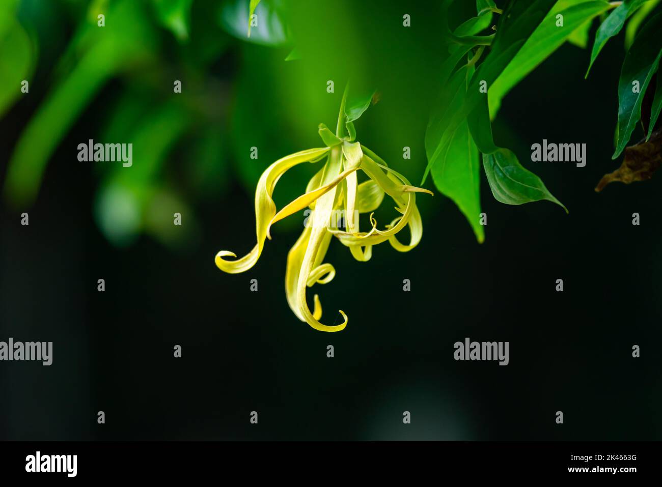 Fleur d'ylang-ylang jaune verdâtre ou fleur de cananga ou fleur de cananga parfumée avec des feuilles accrochées dans un arbre. Banque D'Images