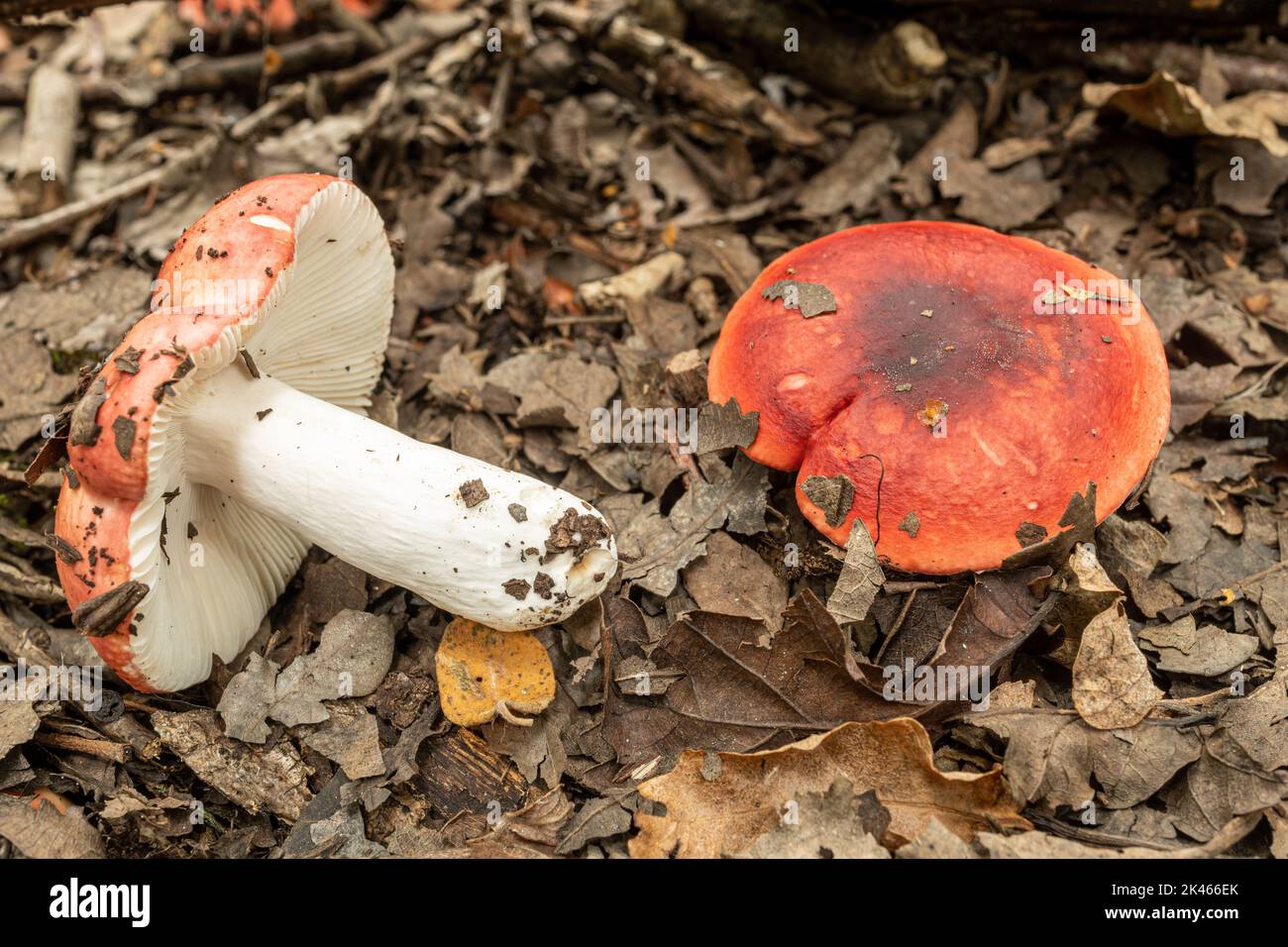 Coloré Russula sp. Champignons toadtabourets de champignons sur le sol des bois pendant l'automne, Hampshire, Angleterre, Royaume-Uni Banque D'Images