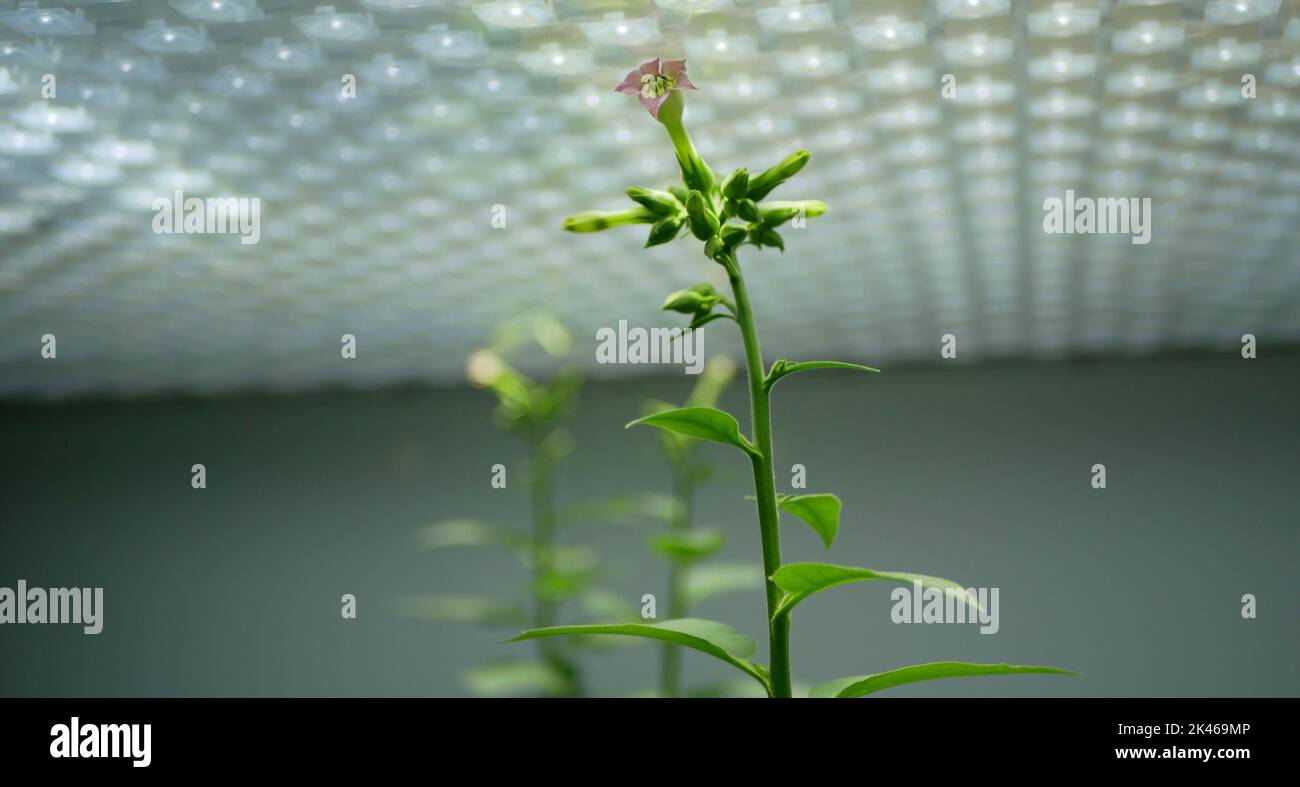 Science tabac Nicotiana tabacum biotechnologie phytotron laboratoire fleur fleurs feuilles feuille ogm, recherche plantes médicales expérimental Banque D'Images