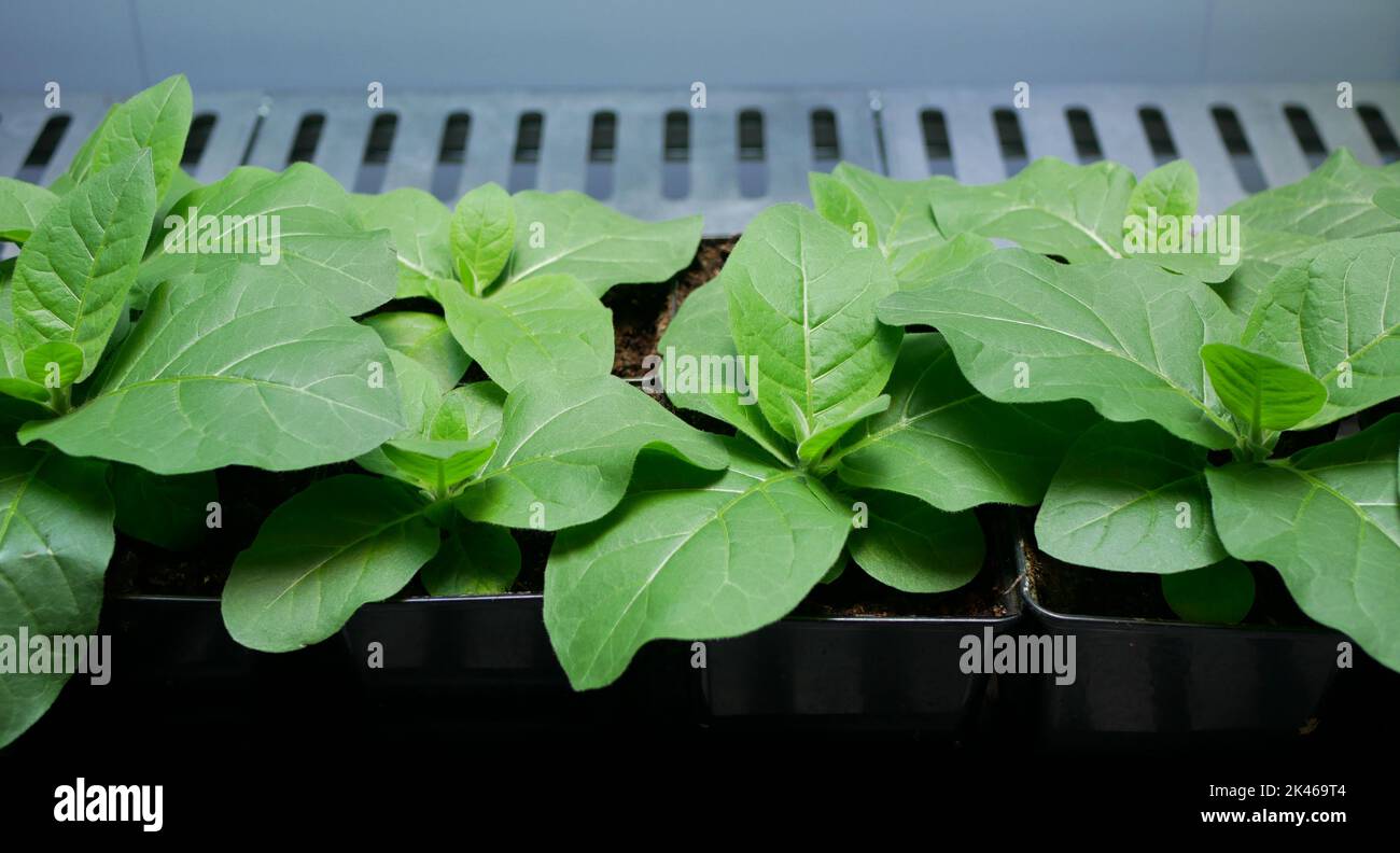 Science tabac Nicotiana tabacum biotechnologie phytotron laboratoire fleur fleurs feuilles feuille ogm, recherche plantes médicales expérimental Banque D'Images